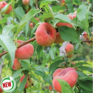 Saturn Peach Thumbnail